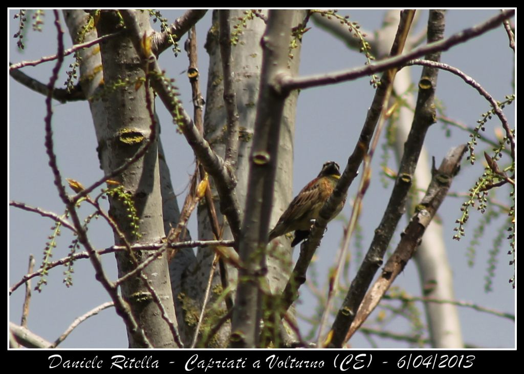 Identificazione grazie!